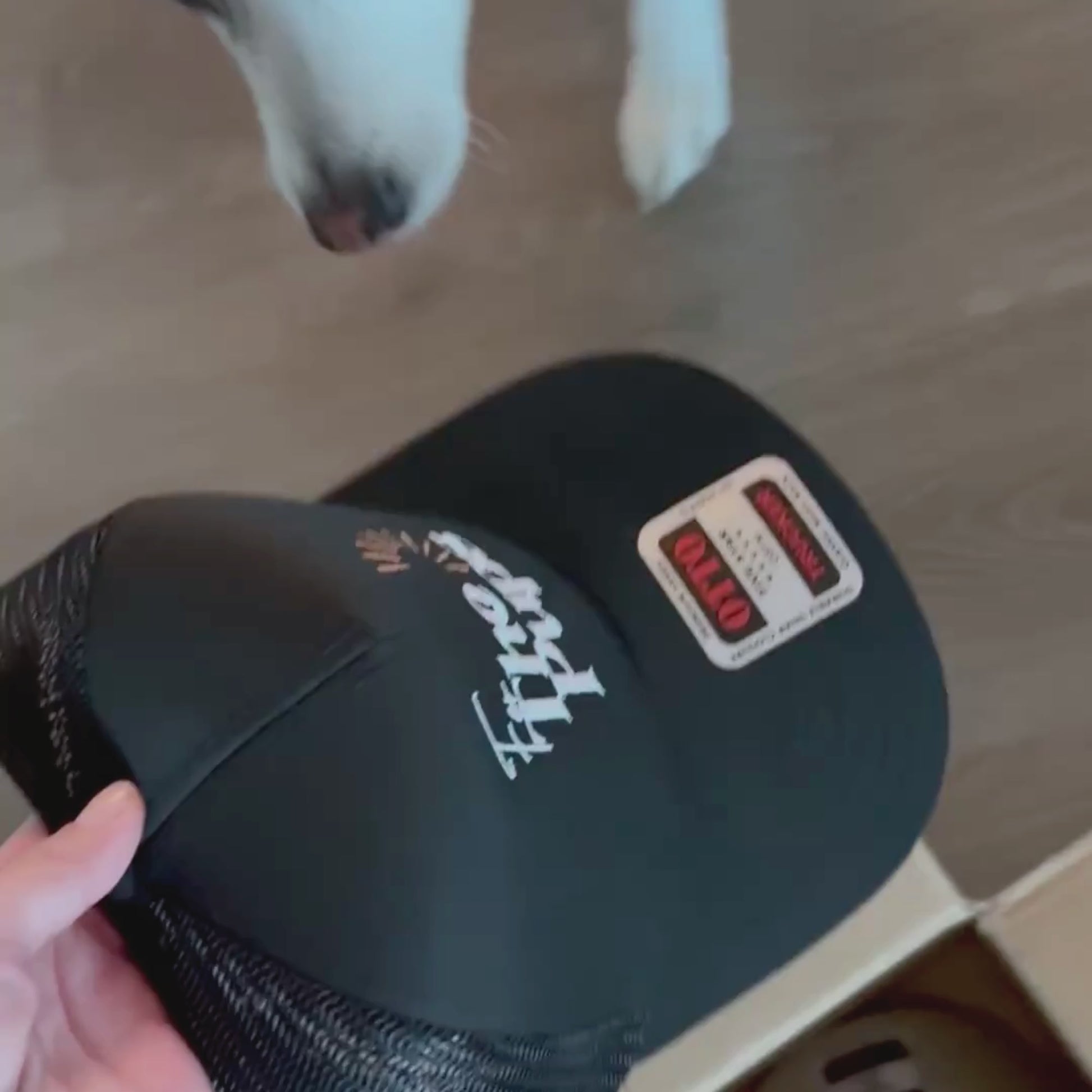 Video with black trucker cap with For The Pups text and logo held by a hand, with a tri colored white, black, and tan pup checking out the hat.